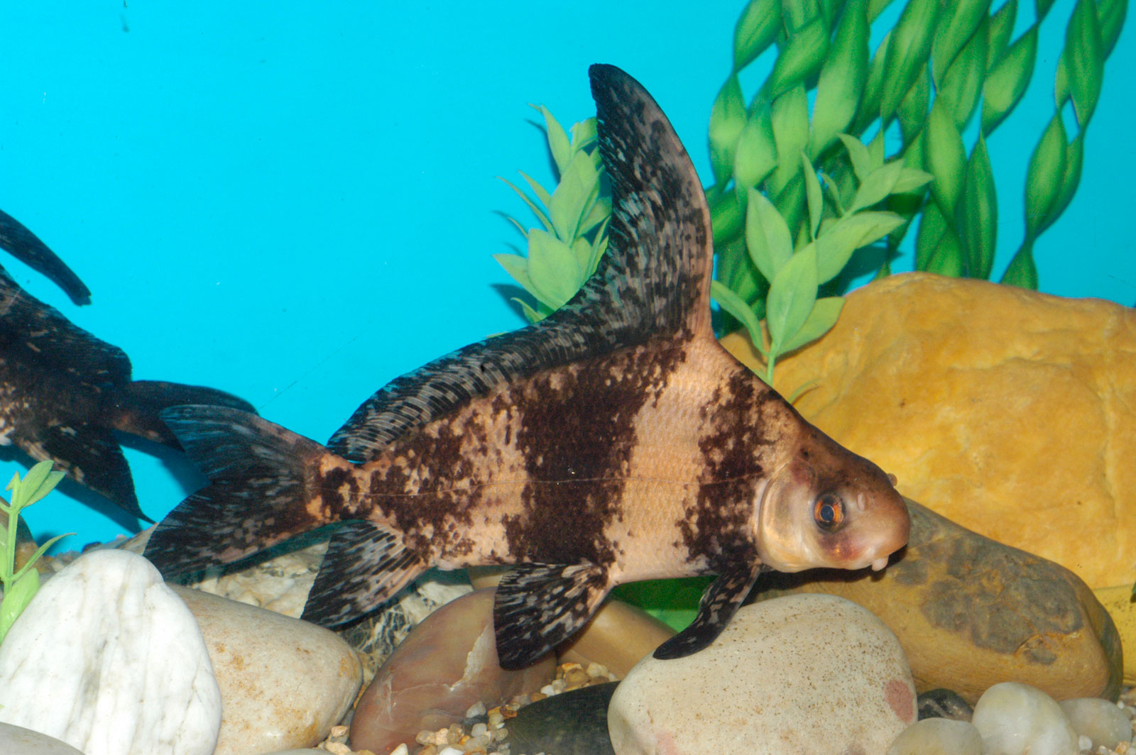  p>胭脂鱼(学名: i>myxocyprinus asiaticus /i>)是胭脂鱼科,胭脂鱼属