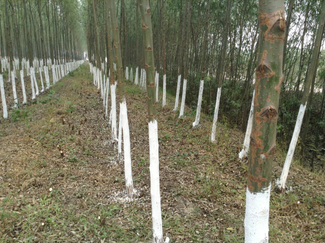  p data-id="gnx6dc9bpb">速生柳,也称竹柳,速生竹柳,为 a target="