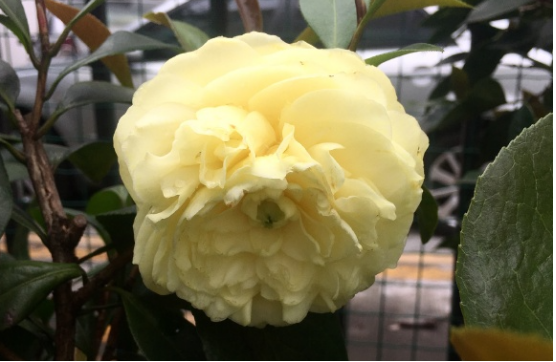 种茶花难 给茶花找个好地方摆放更难 百科ta说