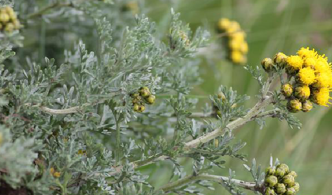  p> b>细叶亚菊 /b>(学名: i>ajania tenuifolia /i>)为菊科亚菊属的