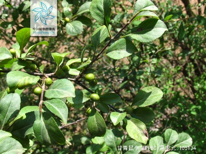 甘青鼠李生长于海拔1200-3700米