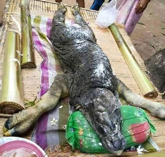 牛生麒麟猪生象