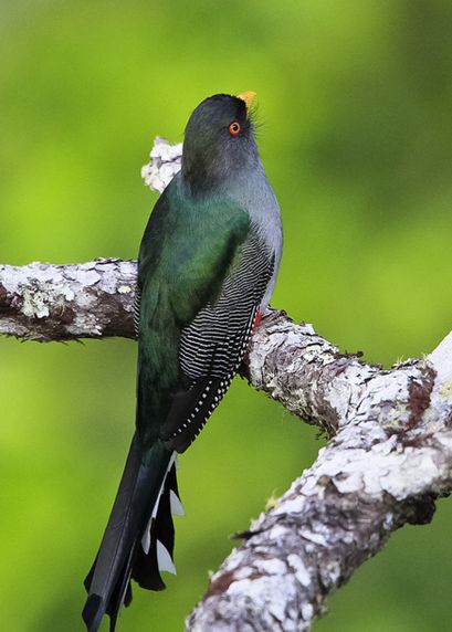 temnotrogon roseigaster