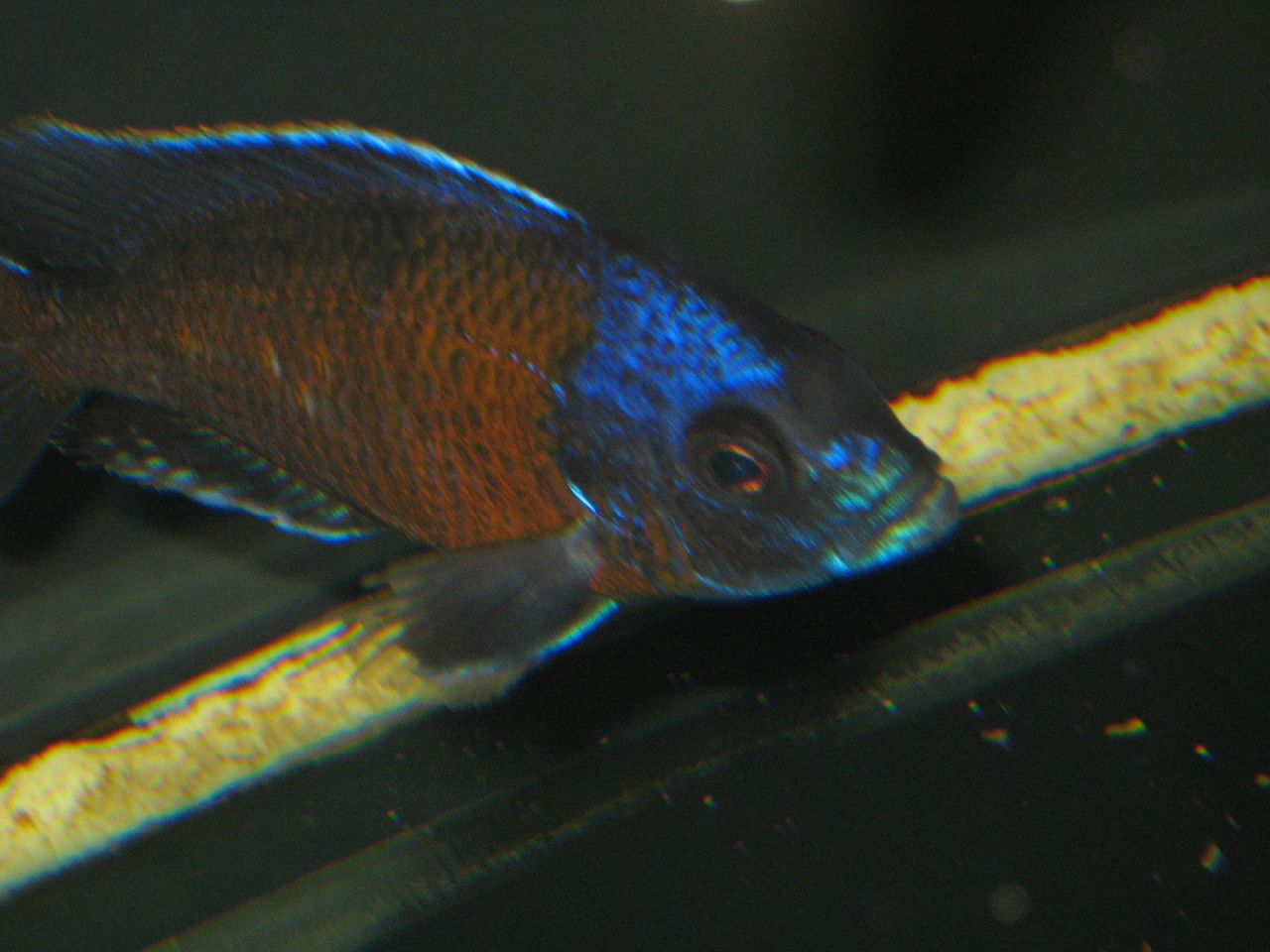  p>帝王艳红是慈鲷科孔雀鲷属动物. /p>