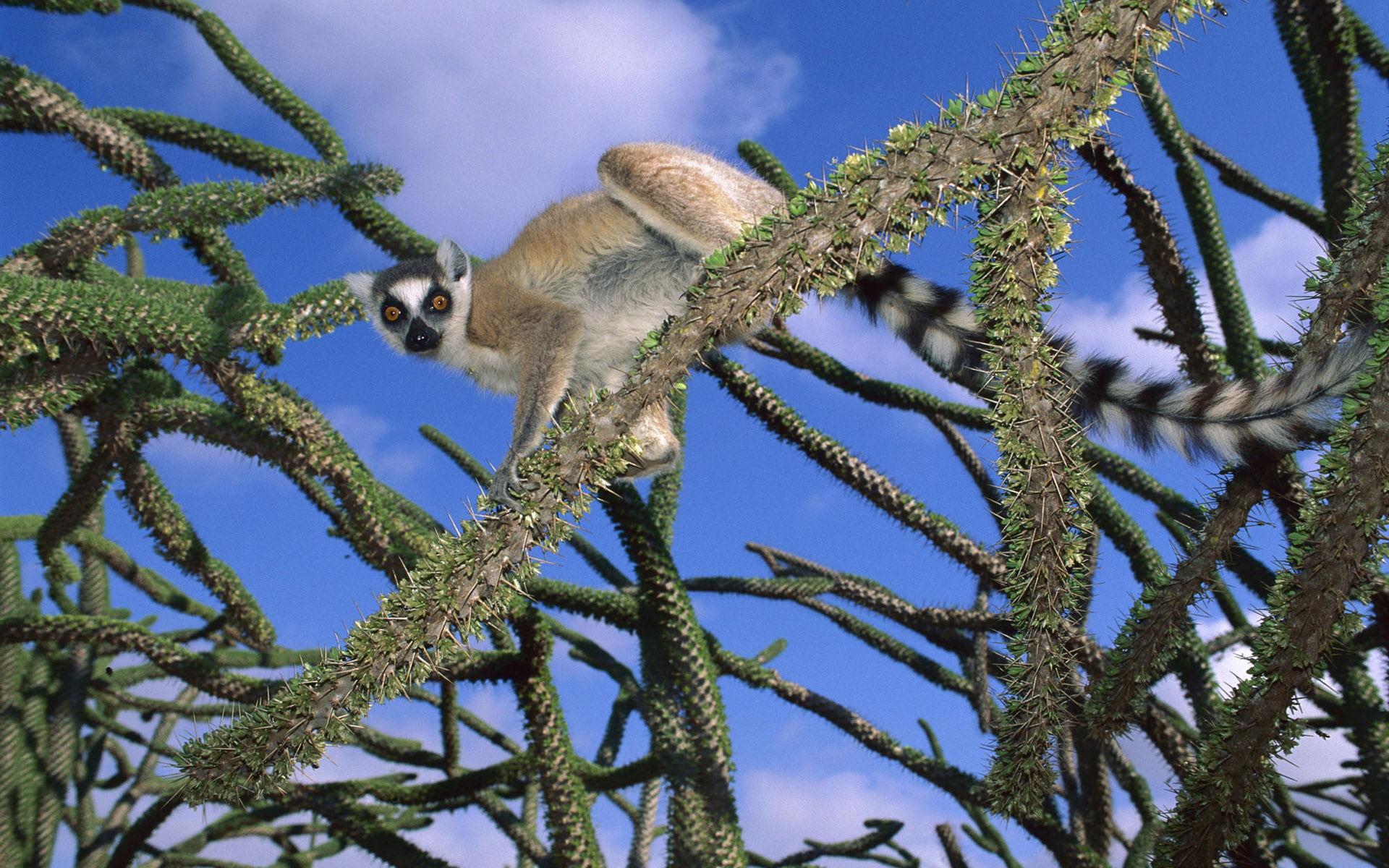  p>四肢动物亦称四脚类,四足类,包括属于脊椎动物的两栖类,爬行类