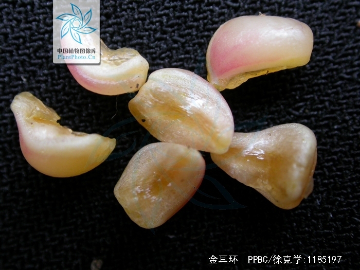 《金耳环》是由 a target="_blank" href="/item/海岩/586936" data