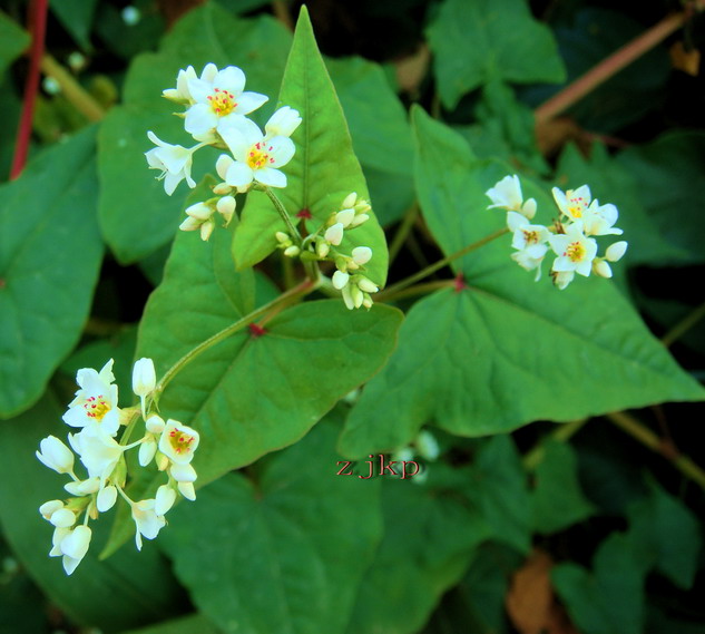  p> b>疏穗野荞麦 /b>(学名: b> i>fagopyrum caudatum /i> /b>)为