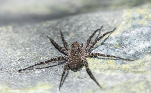  p>细腿豹蛛(学名:pardosa sp.