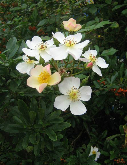 长尖叶蔷薇 百度百科