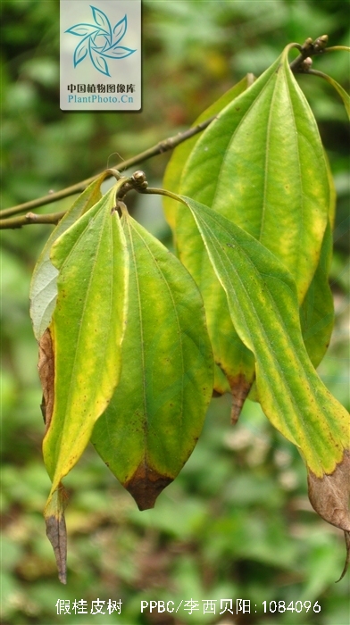 假桂皮树