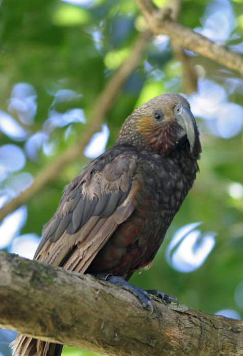 是典型的 a href="#" data-lemmaid="2021723">攀禽 /a>,鸟喙强劲有力