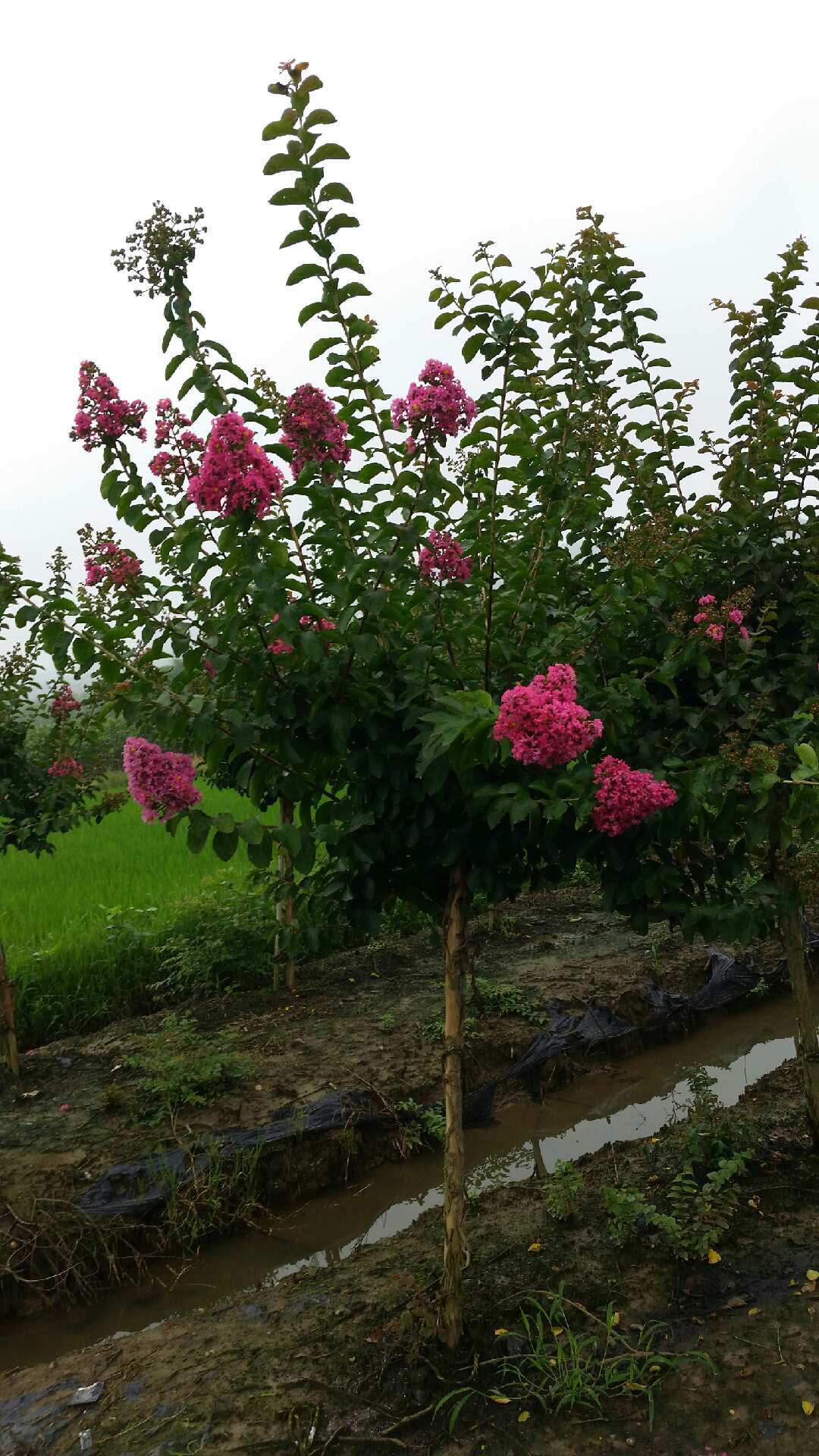  p>玫红紫薇也称为 a target="_blank" href="/item/速生玫红紫薇