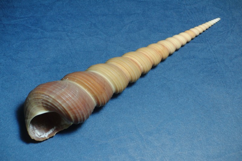  p>锥螺是一种中腹足目,锥螺科类生物,壳体修长精致,约有30层凸圆的螺