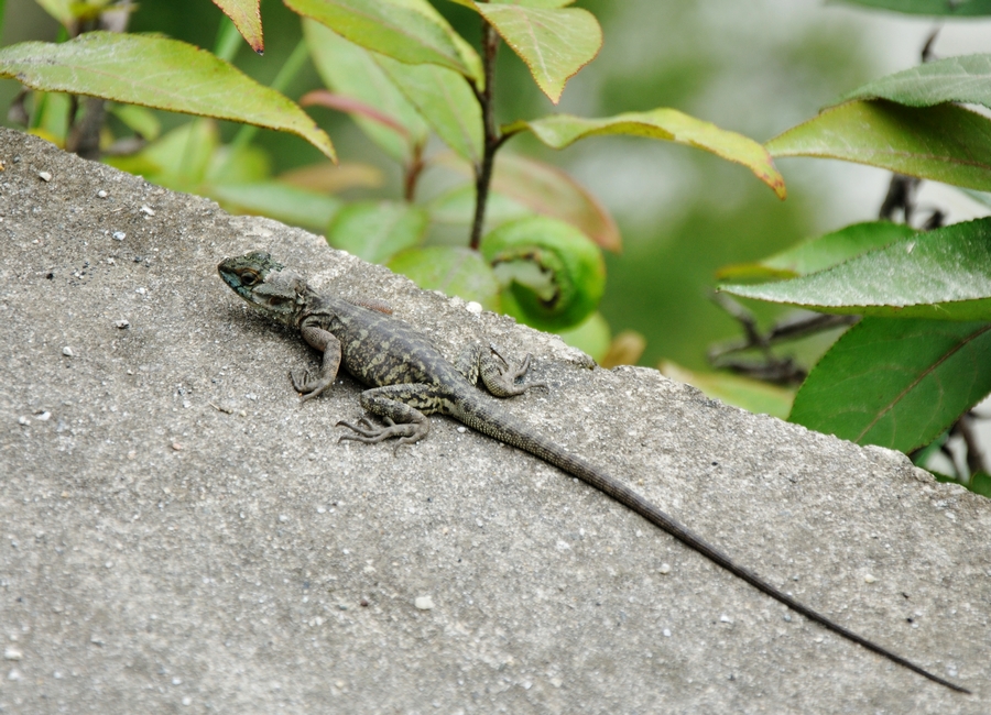  p>西藏沙蜥(学名: i>phrynocephalus theobaldi /i> ),是鬣蜥科沙蜥