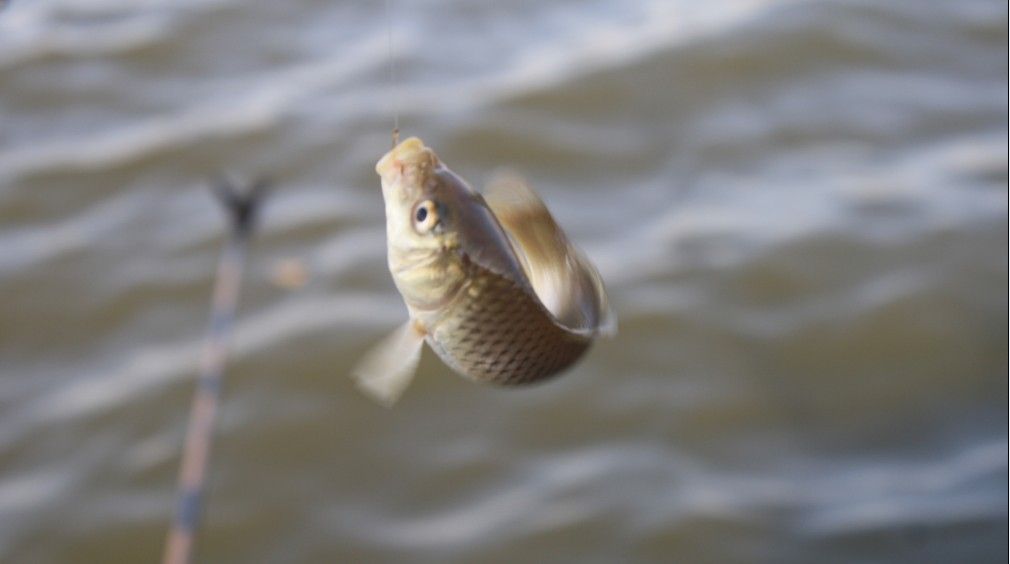  p>抚仙小鲤也称为抚仙中鲤,为鲤科鲤属鱼类,主要分布于中国 a href="