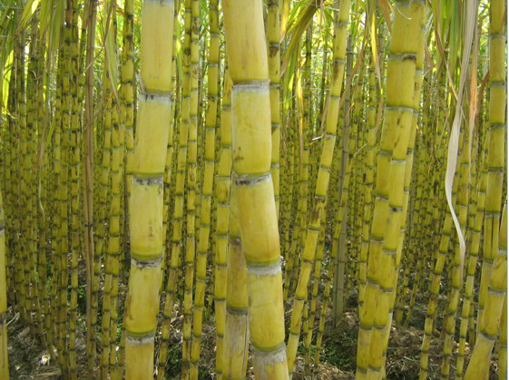  p>竹蔗(学名: i>saccharum sinense  /i>roxb.) 是禾本科甘蔗属植物.