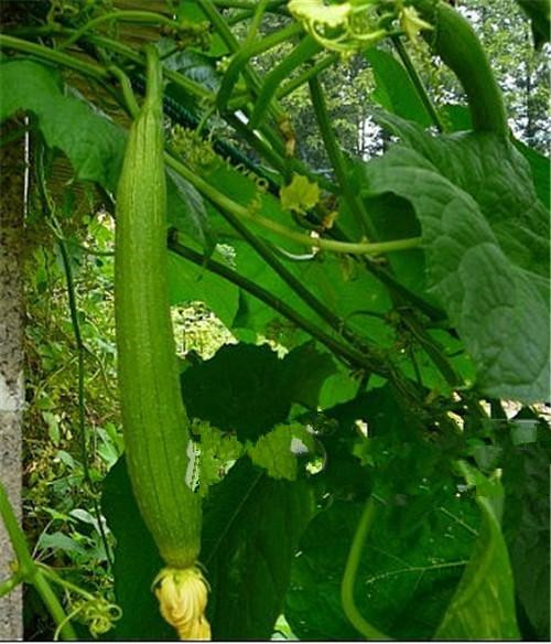  p>碧绿丝瓜是 a target="_blank" href="/item/葫芦科/1904584" data