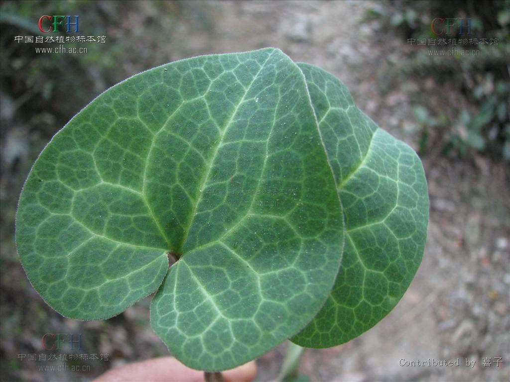  p>细辛属(学名:asarum l.