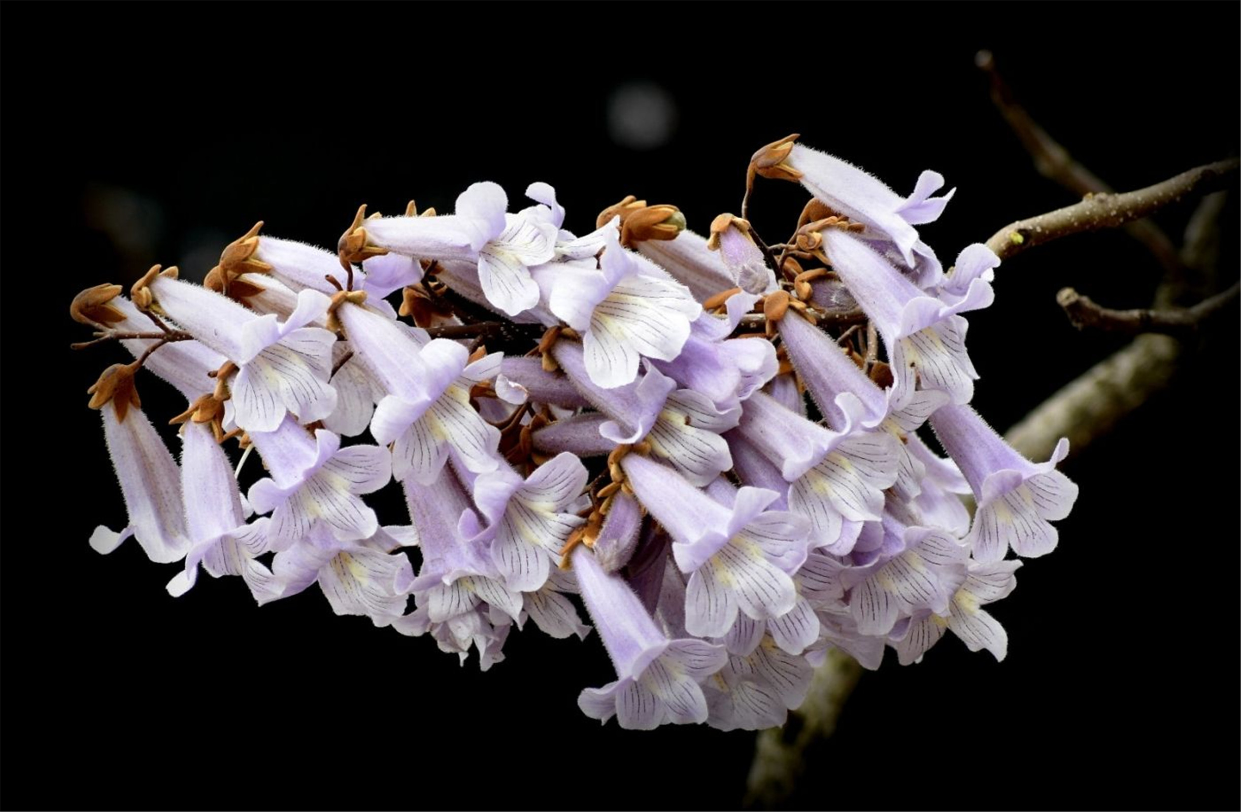  /i>),别名: a target="_blank" href="/item/白花泡桐/1762957" data