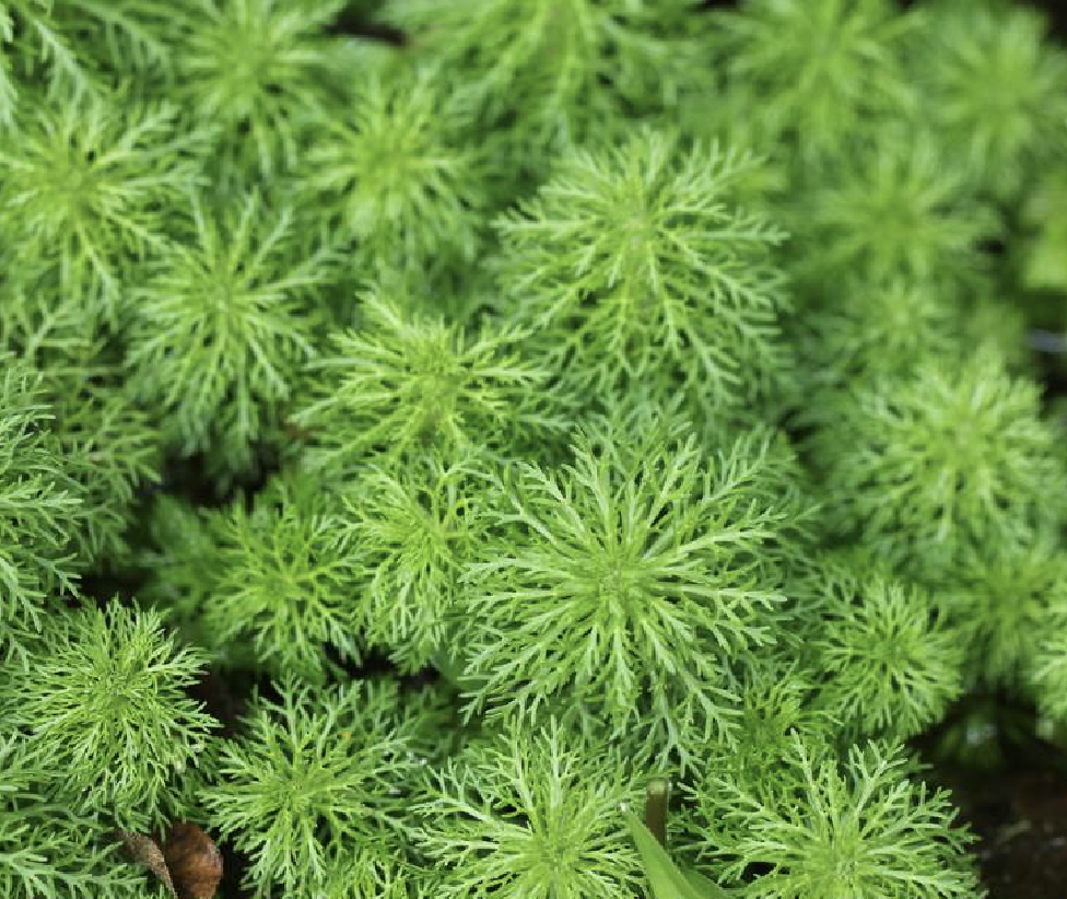 sessiliflora /i> (vahl) blume)是车前科石龙尾属多年生两栖草本植物