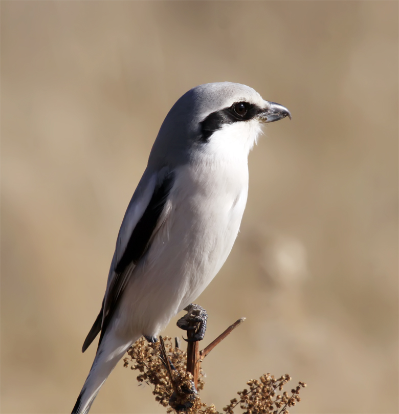  p>灰伯劳(学名: i>lanius excubitor /i>),为伯劳科,伯劳属的鸟类