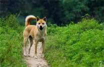 中华田园犬：它被称为土狗，却是国犬史上的璀璨明珠_百科TA说