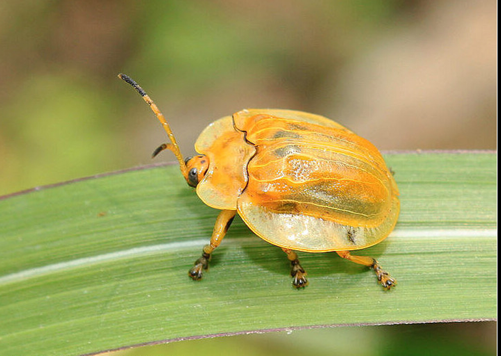  p>铁甲科,在全世界约有7000种,主要分布于 a href="#" data-lemmaid=