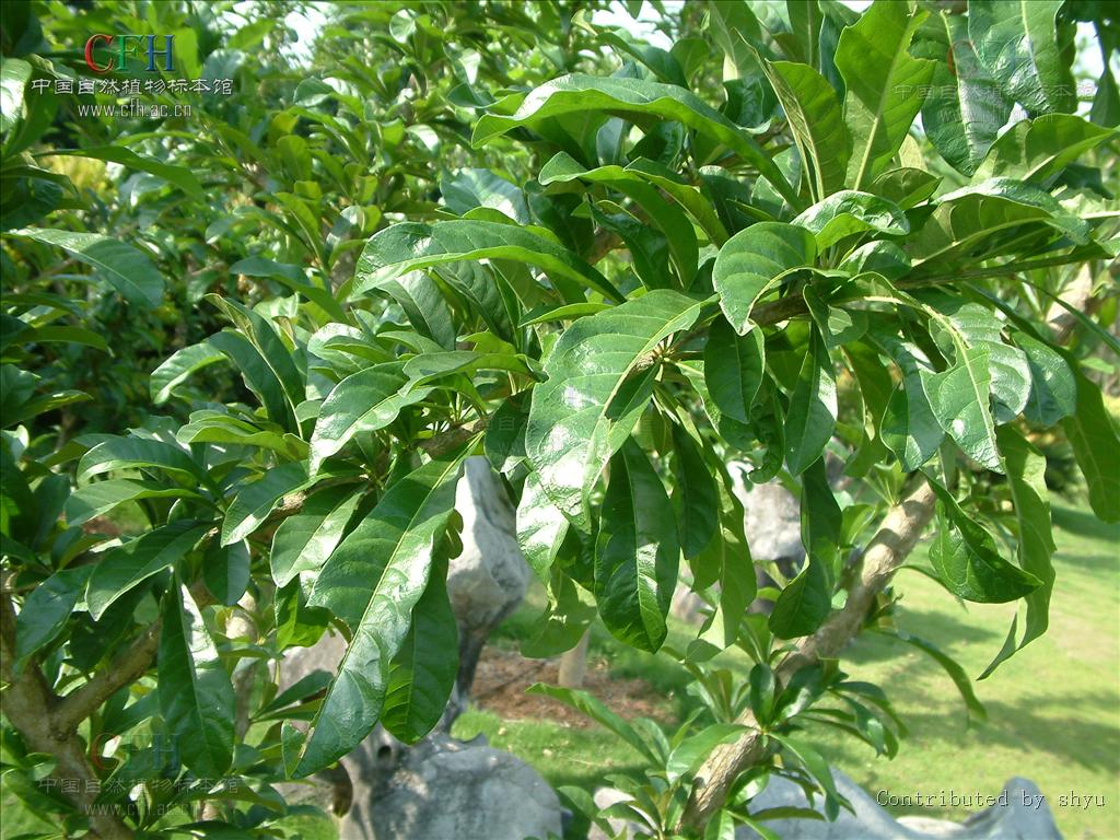  p>葫芦树属(学名: i>crescentia /i>  i>l /i>.