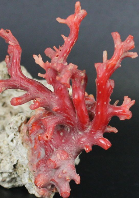  p data-id="gnvhhe73r6">血珊瑚,藻类,又被称