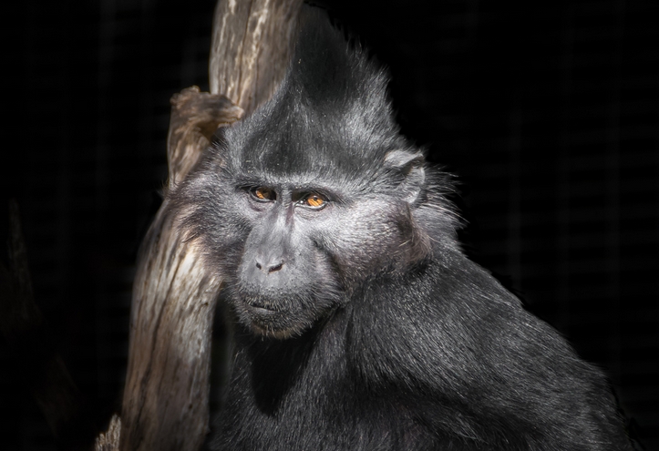  p>黑冠白睑猴(学名: i>lophocebus aterrimus /i>):是一种中等大小的