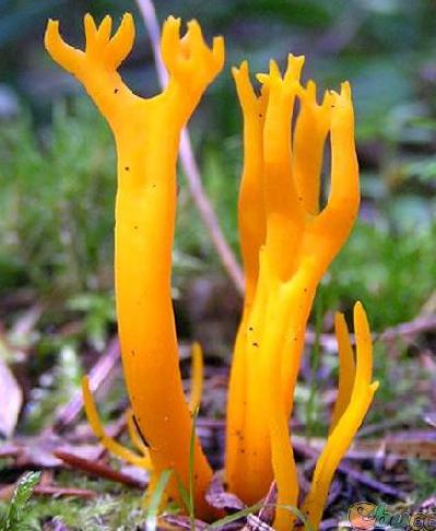  p>孢子果(sporocarp) 某些水生或湿生 a href="#" data-lemmaid="