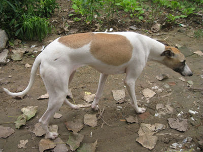 又名中国细犬,山东细犬