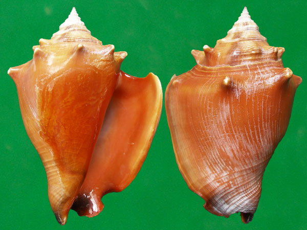  p>金拳凤凰螺(学名: i>strombus pugilis /i>)雌雄异体.