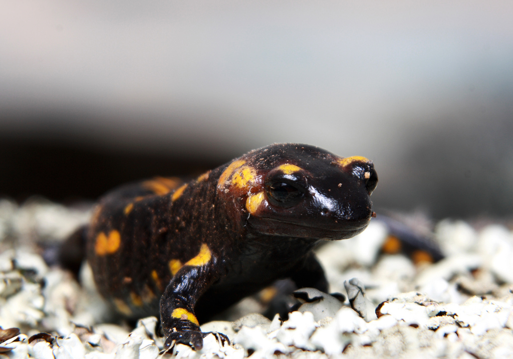  p>火蝾螈(学名:salamandra salamandra),又名真螈,火螈,可能是欧洲最