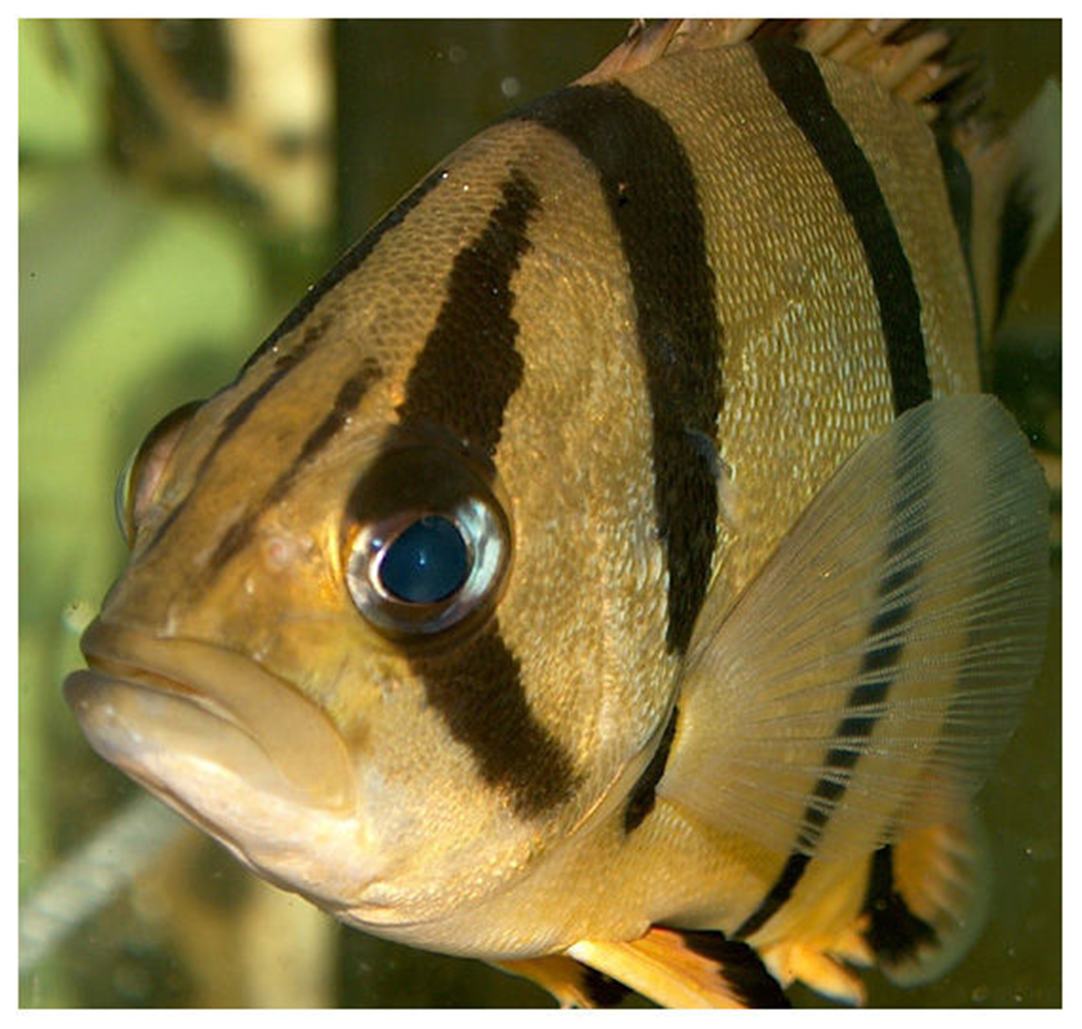  p data-id="gnwiaex2ks">泰国虎:(别名:三间虎,南托斯鱼, a target="