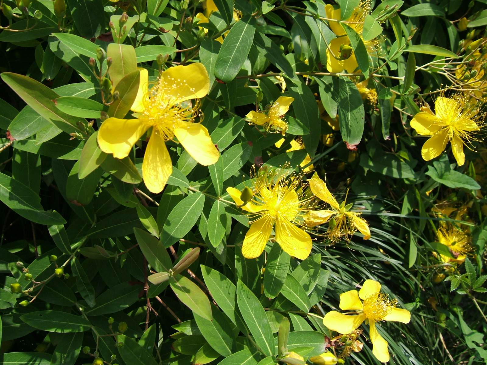  p>假过路黄(lysimachia peduncularis wallich et kurz)是报春花科