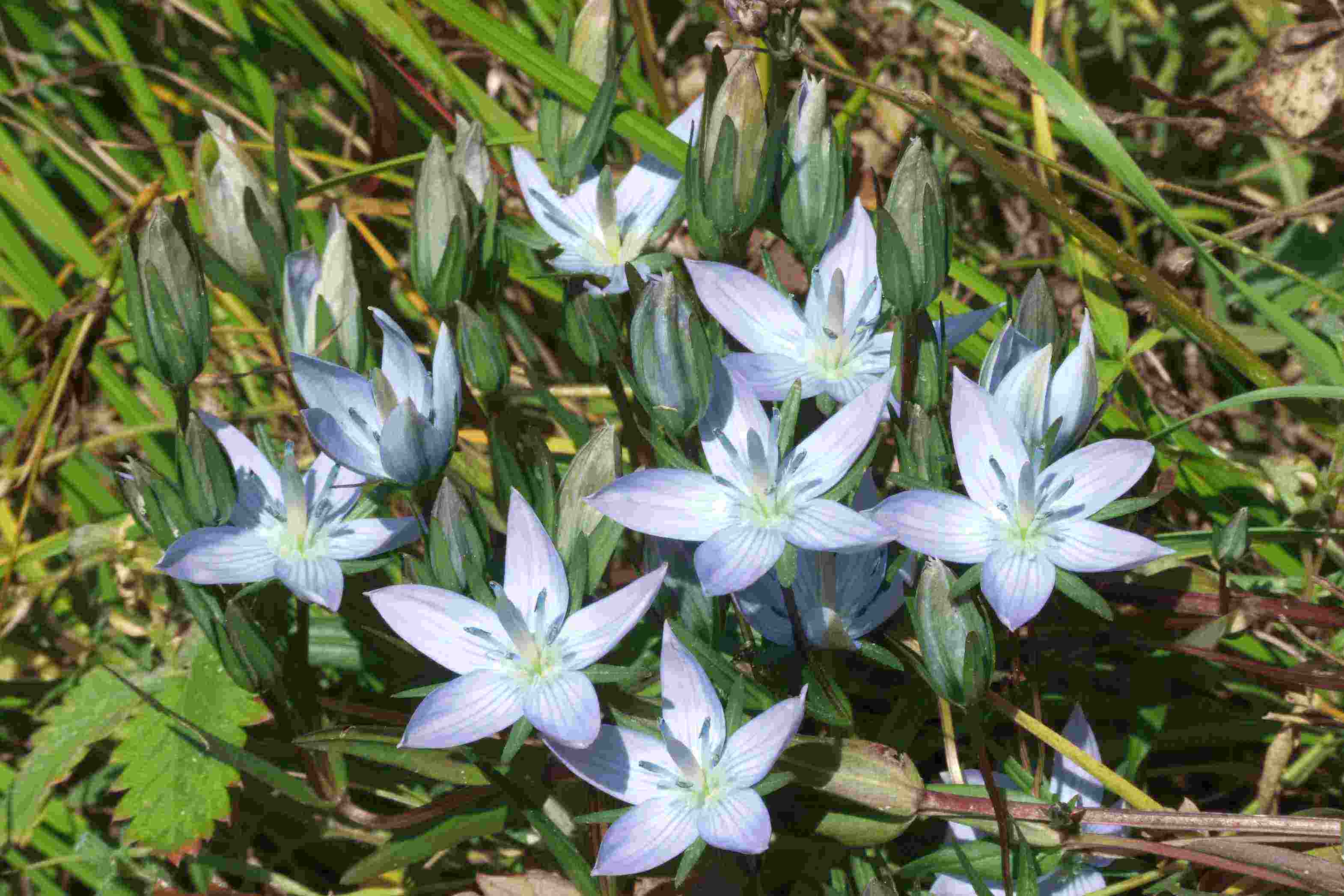 宿根肋柱花