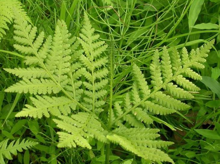 水生维管束植物