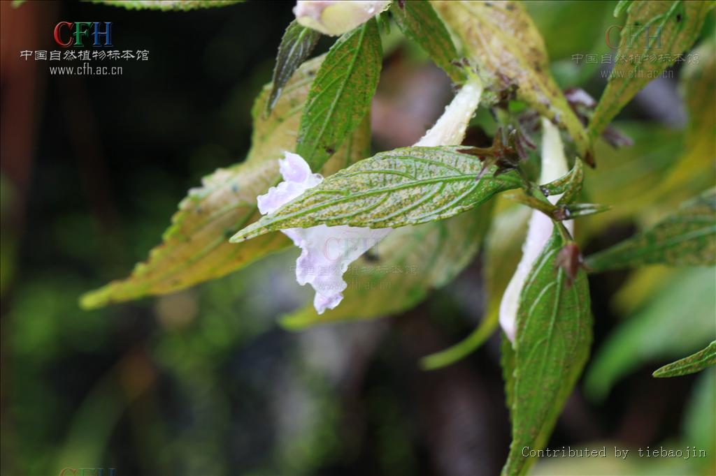  p>紫云菜属(学名:strobilanthes bl. s. l.