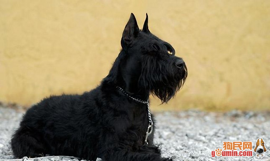 giant schnauzer