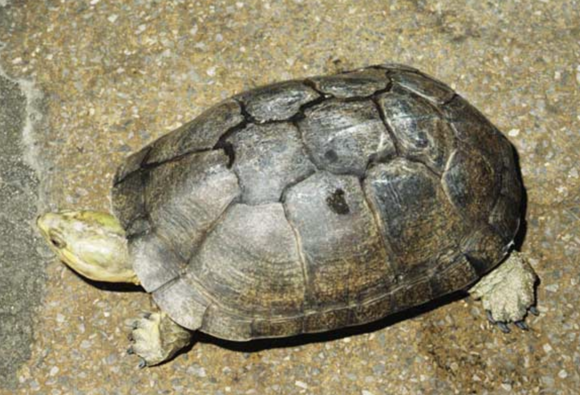  p>黄喉拟水龟(学名: i>mauremys mutica /i>)是龟科,拟水龟属动物.