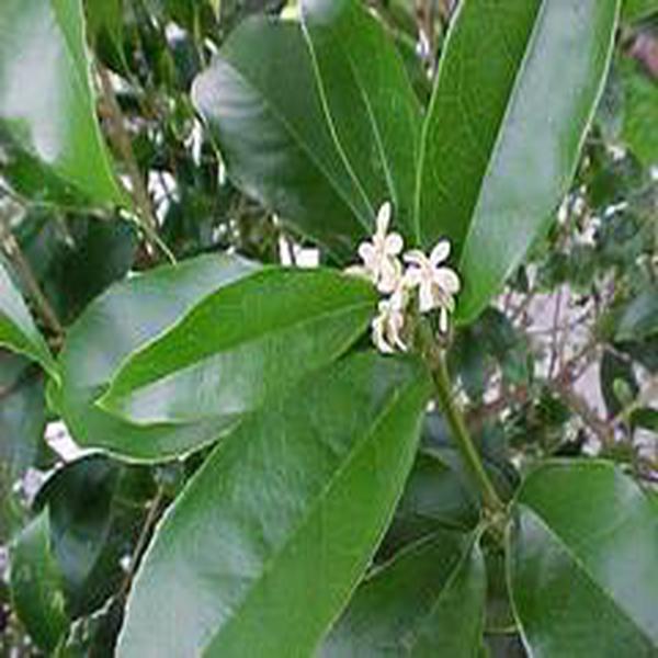 osmanthus fragrans