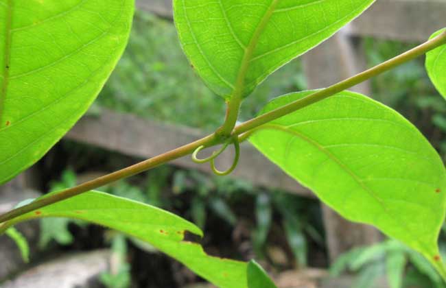 miq. ex havil.),茜草科钩藤属藤本植物.