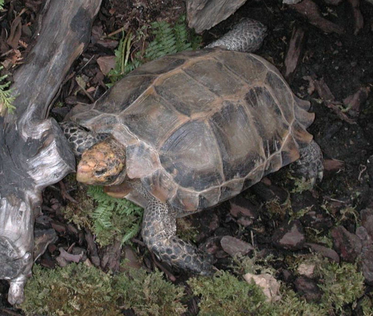  p>凹甲陆龟(学名: i>manouria impressa /i>)是陆龟科,凹甲陆龟属