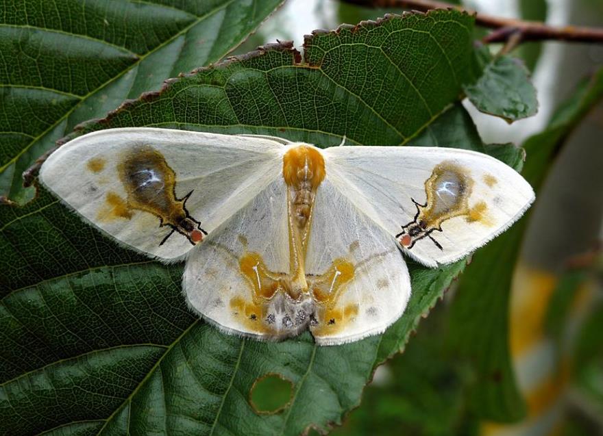 et wang,1988), a target="_blank" href="/item/钩蛾科/10081547"