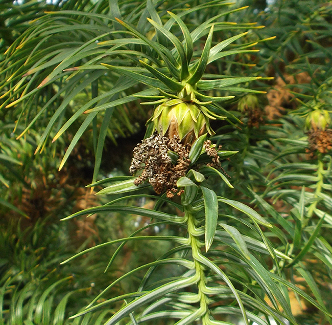 是杉科,杉木属乔木.