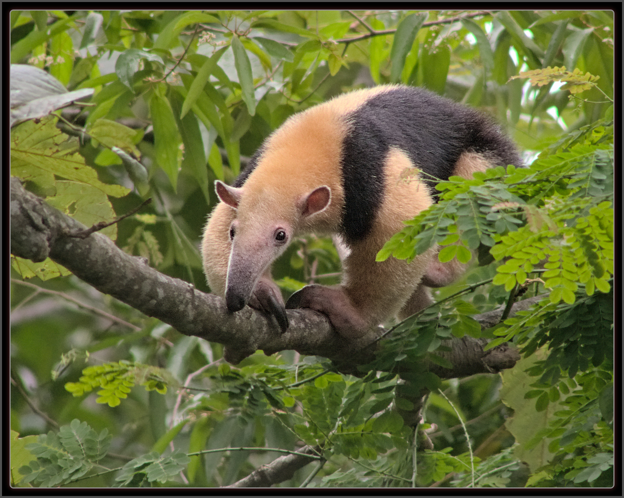  p>小食蚁兽(学名: i>tamandua tetradactyla /i>):是哺乳纲,披毛目的