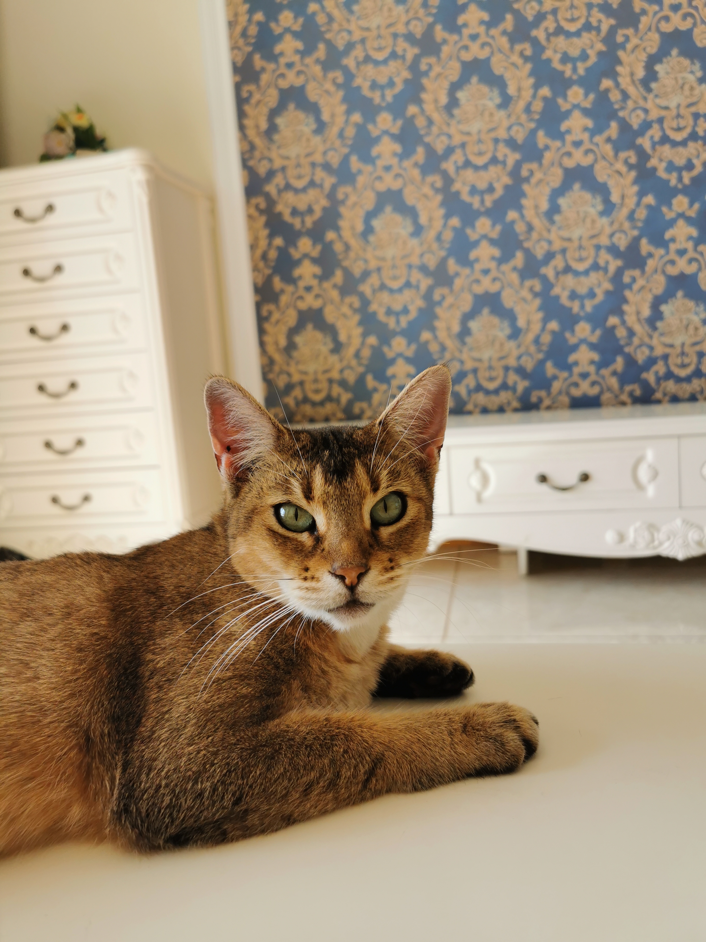  p data-id="gnwhvsdbez">非洲狮子猫,一种有一