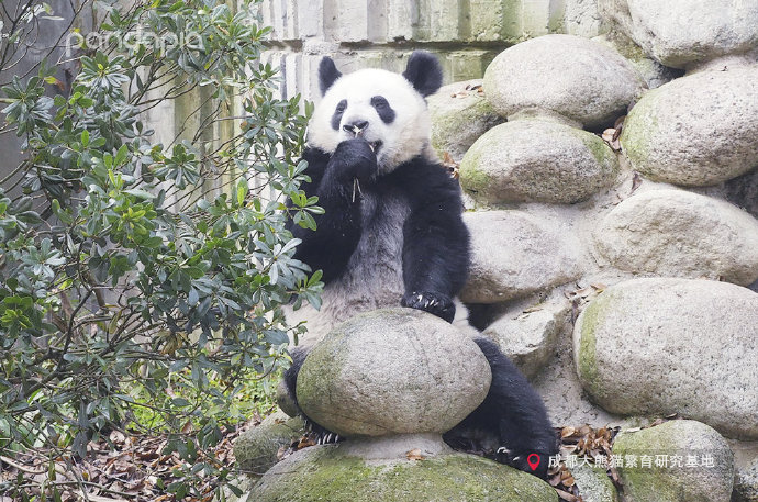  p data-id="tbb1xck6bigz">金宝,又名康尼,雄性大熊猫,2019年8月9日