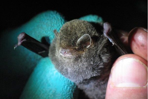  p>亚澳长翼蝠是由哺乳纲,翼手目,蝙蝠科,长翼蝠属的一属.